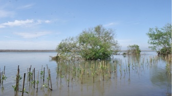 Menjaga Pesisir Lewat Penanaman Mangrove di Pantai Baros