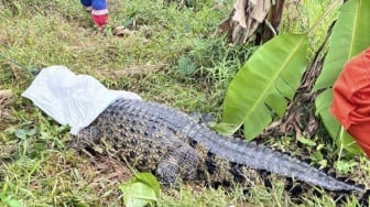 Drama 2 Jam di Sawah Bekasi: Damkar Duel Sengit Lawan Buaya Lepas, Tali Sampai Putus