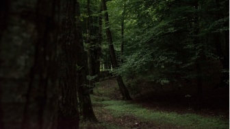 Misteri 'Senyum Perkenalan' dari Sosok di Balik Pohon Mahoni