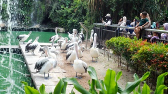 Libur Natal, Puluhan Ribu Wisatawan Serbu Kebun Binatang Ragunan