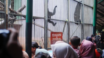 Wisatawan melihat Siamang saat berwisata di Taman Margasatwa Ragunan (TMR) di Jakarta, Kamis (25/12/2025). [Suara.com/Alfian Winanto]