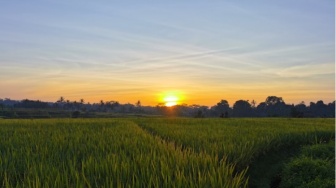 Menjelang Petang, Bocah itu Melambai dan Tertawa ke Area Persawahan Sepi