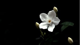 Misteri Aroma Kembang Kantil yang Terus Mengikuti