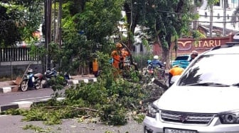 Waspada! Teror Pohon Tua Tumbang di Jantung Jakarta, Motor dan Halte Hancur