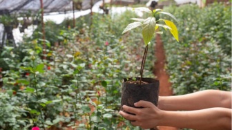 5 Tanaman Buah yang Bisa Ditanam di Polybag, Solusi Berkebun di Lahan Sempit