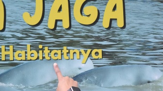 Pengunjung mengamati poster Pesut Mahakam (Orcaella brevirostris) di Desa Wisata Pela di Kutai Kartanegara, Kalimantan Timur, Minggu (4/1/2026). [ANTARA FOTO/M Risyal Hidayat/YU]