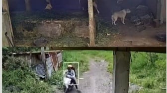 Anjing Diracun lalu Dicuri di Lereng Merapi Sleman, Polisi Turun Tangan