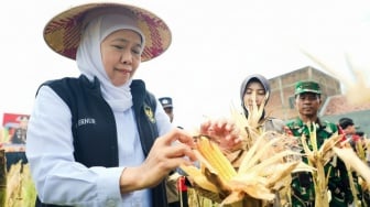 Jatim Target Produksi Jagung Tembus 5,4 Juta Ton 2026, Khofifah Ungkap Potensi Surplus Besar
