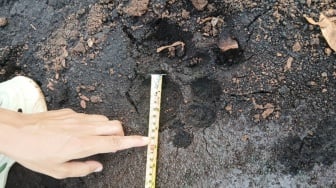 Harimau Kembali Gegerkan Warga Siak, Kali Ini Nyaris Terkam Pemancing