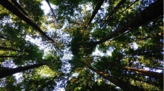 Psikologi Perubahan Iklim: Mengapa Kita Sadar Lingkungan tapi Malas Bertindak?