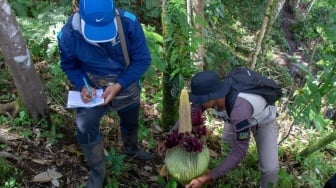 BKSDA Temukan Lagi Amorphophallus Titanum di Agam, Bunga Endemik Sumatera Setinggi 113 Cm