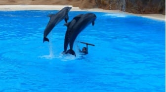 Tawa Penonton, Tangis Lumba-Lumba: Ironi Atraksi Atas Nama Edukasi