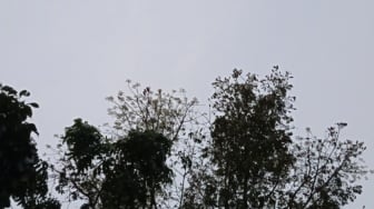 Misteri Pemuda Berjaket Levis di Dekat Pohon Mahoni