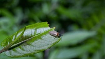 Kebun Raya Bali Kembangkan Program Eksplorasi Kunang-kunang