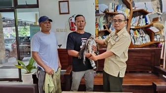 Kisah Warga Sleman Serahkan Elang Jawa ke BKSDA Yogyakarta