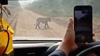Harimau Dewasa Terekam Melintas di Jalur Zamrud Siak