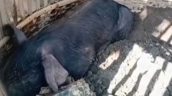 Heboh Babi Jadi-Jadian di Tulungagung, Ditangkap Warga hingga Masuk Kandang Ayam
