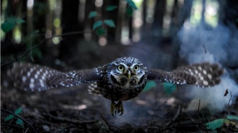 Burung Hantu dan Cahaya di Kegelapan