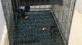 Nuri Kepala Hitam Diselundupkan dalam Botol