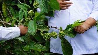 Harapan Baru dari Perbukitan Menoreh, Petani Patihombo Mantap Kembangkan Kopi Arabika