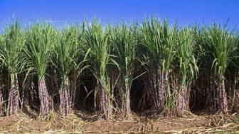 7 Fakta Sweet Indo Lampung, Raksasa Gula yang HGU-nya Dicabut Pemerintah