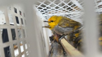 Tujuh Ribu Burung Kicau dari NTB Diselundupkan ke Bali