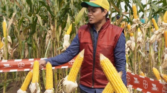 Dengan benih jagung DK19C dan DK79C dan dilengkapi dengan pendampingan petani, rata-rata hasil panen mencapai 6-7 ton per hektare di Grobogan dan Kendal, Jawa Tengah.  [Handout]
