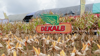 Varietas Dekalb DK19C “Cantik” pertama kali diperkenalkan pada akhir 2024, sementara DK79C “Kuat” diluncurkan pada kuartal ketiga tahun 2025. [Handout]