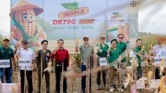 Benih Berkualitas Angkat Hasil Panen Jagung Petani Jateng