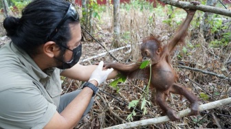 Jeck, Bayi Orang Utan Kutim yang Diselamatkan dari Kebun Sawit