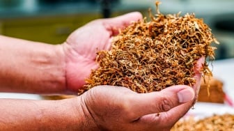 Cekik Industri Tembakau Sama Saja 'Bunuh' 6 Juta Pekerja, Wamenaker: Negara Belum Siap!