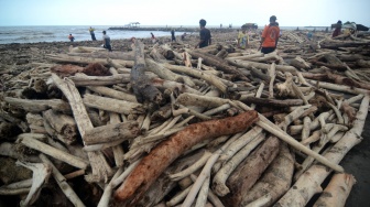Sejumlah warga mengumpulkan kayu yang terdampar di Pantai Utara Desa Larangan, Kabupaten Tegal, Jawa Tengah, Senin (26/1/2026). [ANTARA FOTO/Oky Lukmansyah/foc]