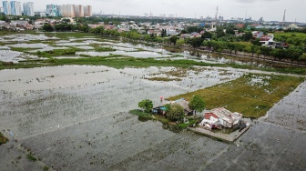 Foto udara sawah yang tergenang banjir di Rorotan, Jakarta, Rabu (28/1/2026). [ANTARA FOTO/Fakhri Hermansyah/bar]