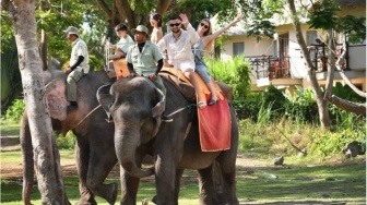 Pelarangan Elephant Riding: Bukti Suara Kita Punya Impact Besar pada Alam!