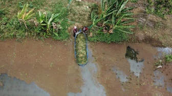 Foto udara petani mengangkut padi yang panen menggunakan terpal di sawah yang tergenang banjir di Rorotan, Jakarta, Rabu (28/1/2026). [ANTARA FOTO/Fakhri Hermansyah/bar]