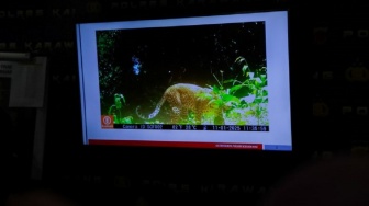 Terekam Kamera Trap, 5 Pemburu Macan Tutul Jawa di Gunung Sanggabuana Diringkus, Satwa Pincang