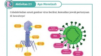 Kunci Jawaban Ilmu Pengetahuan Alam Kelas X Halaman 46: Struktur Virus Bakteriofag dan Koronavirus