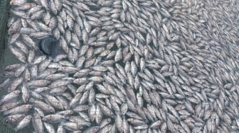 5 Fakta Ikan Mati Massal di Danau Maninjau, Kejadikan Berulang yang Rugikan Petani Ratusan Juta
