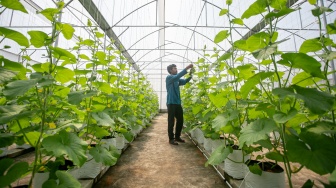 Atap RSUD dr. Soehadi Prijonegoro Sragen Disulap Jadi Lahan Budidaya Melon