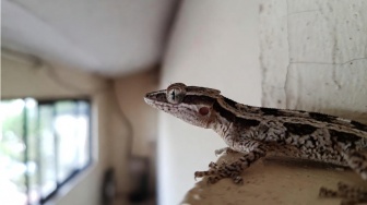 Kembalinya Pablo Neruda ke Tubuh Seekor Cicak