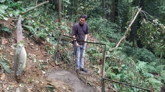 Keajaiban Alam di Jantung Bogor, Bunga Bangkai Raksasa Bersiap Mekar!