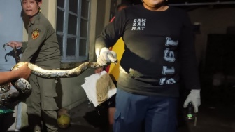 Ngeri! Ular Sanca 3,5 Meter Mendadak Muncul di Bawah Genting Warga Tempel Sleman