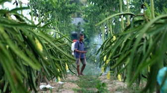 Program Klasterku Hidupku BRI Dorong Petani Buah Naga Banyuwangi Naik Kelas