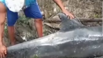 Viral Lumba-lumba Masih Hidup Terdampar di Maros, Begini Kronologi Lengkapnya