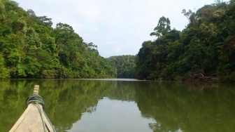 Merawat Hutan Riau, Upaya Menjaga Tabungan Karbon di Bumi