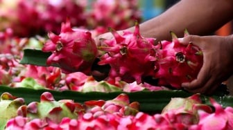 Didampingi BRI, Petani Buah Naga Banyuwangi Tembus Pasar Lebih Luas