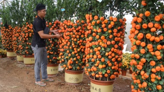 Pembeli melihat buah jeruk Chusa yang dijual di kawasan Meruya, Jakarta, Kamis (5/2/2026). [Suara.com/Alfian Winanto]