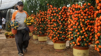 Jelang Imlek, Pohon Jeruk Kim kit dan Chusa Ramai Diburu Warga