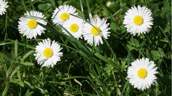 Rumput yang Iri Pada Bunga