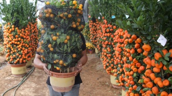 Pekerja membawa pohon jeruk Kim kit dan Chusa yang dijual di kawasan Meruya, Jakarta, Kamis (5/2/2026). [Suara.com/Alfian Winanto]